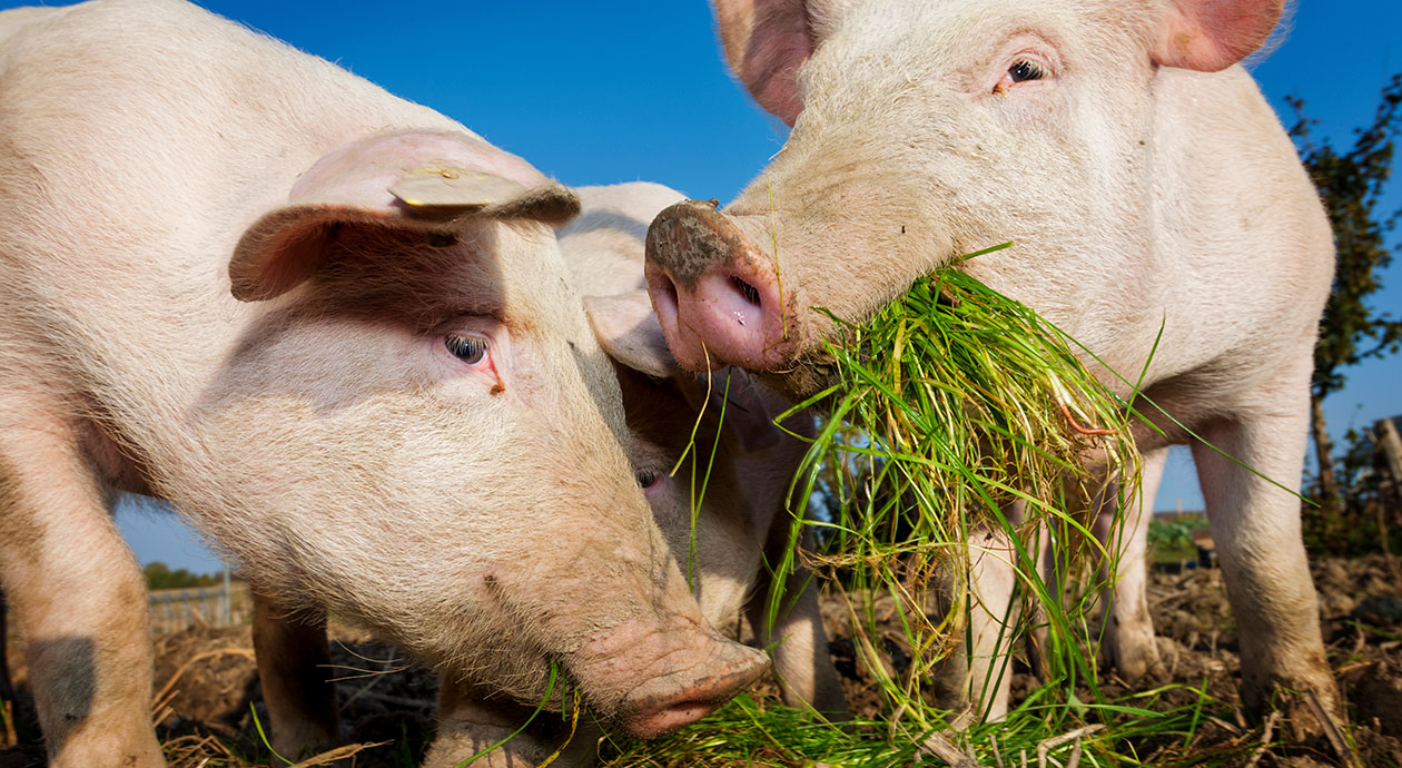 Eerste vlees van blijere varkens in de supermarkt
